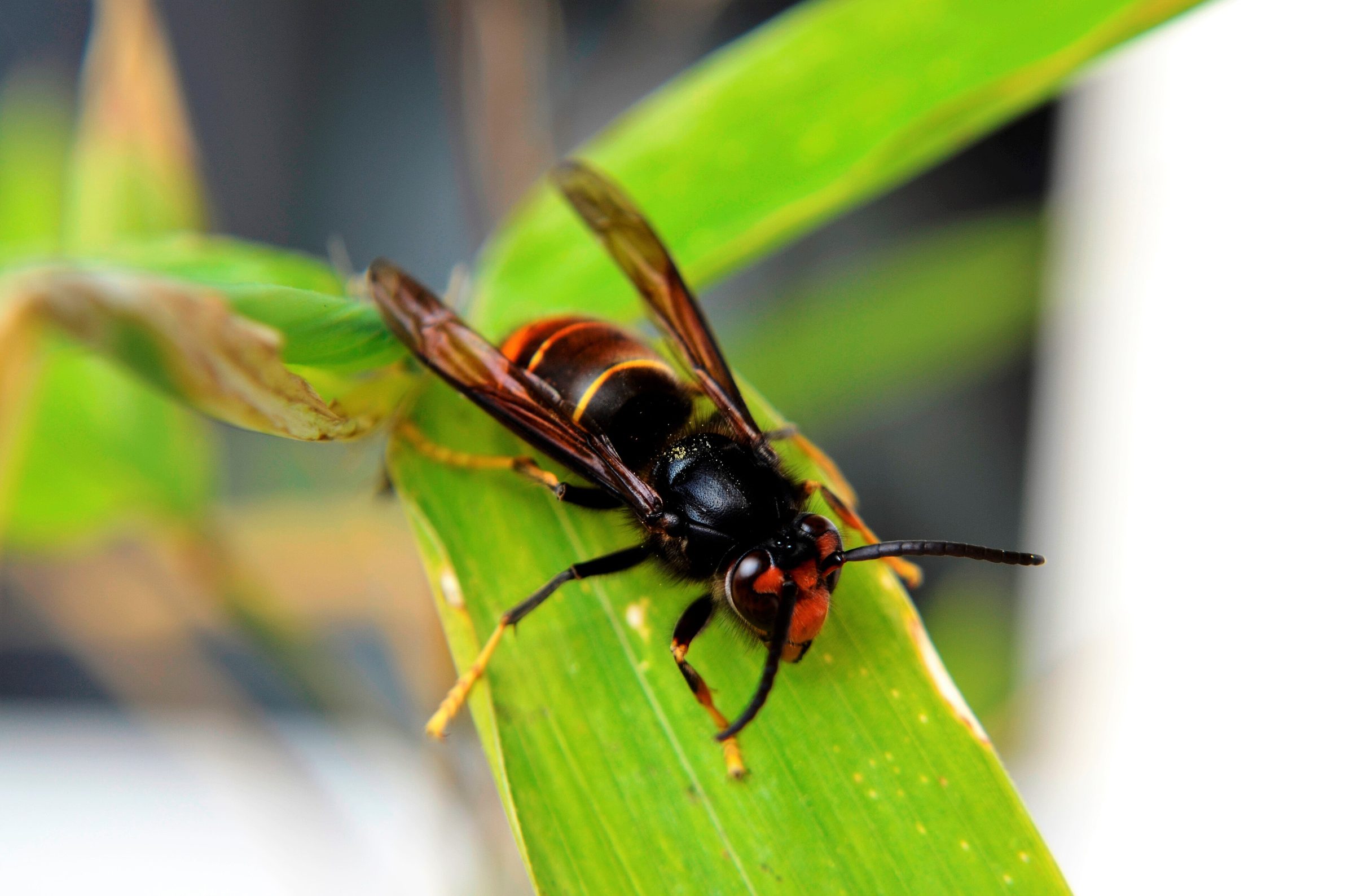 Frelon asiatique (Vespa velutina) au thorax noir et bande orangée, posé sur une feuille.