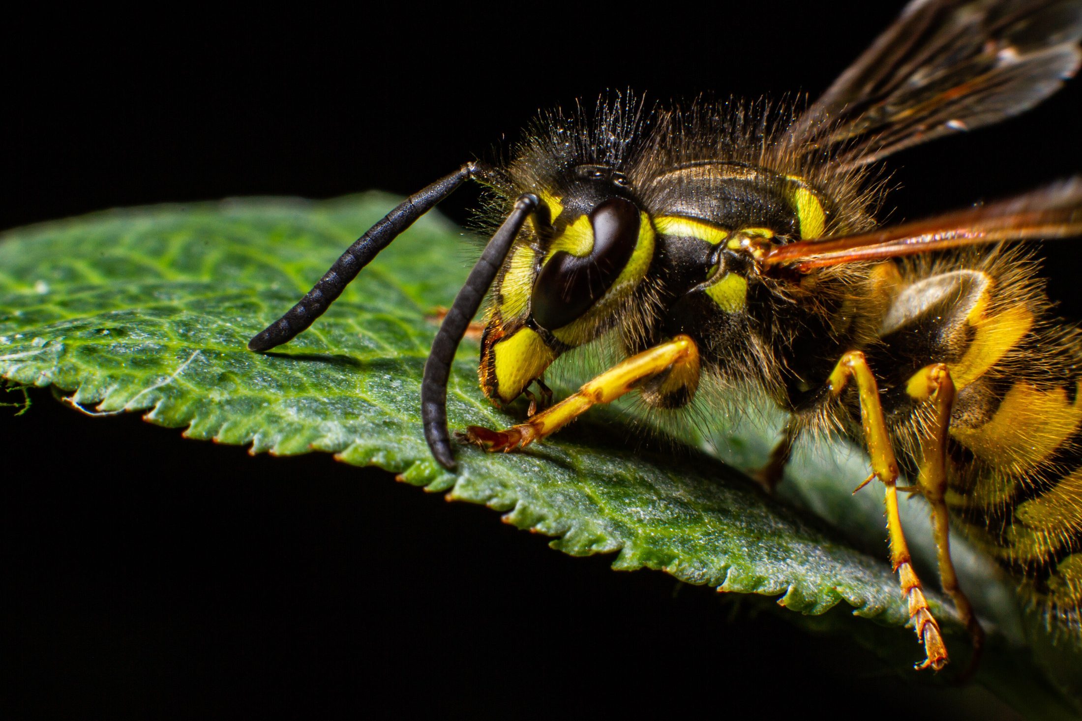 Gros plan d'une guêpe commune (Vespula germanica) à la face jaune et noire.