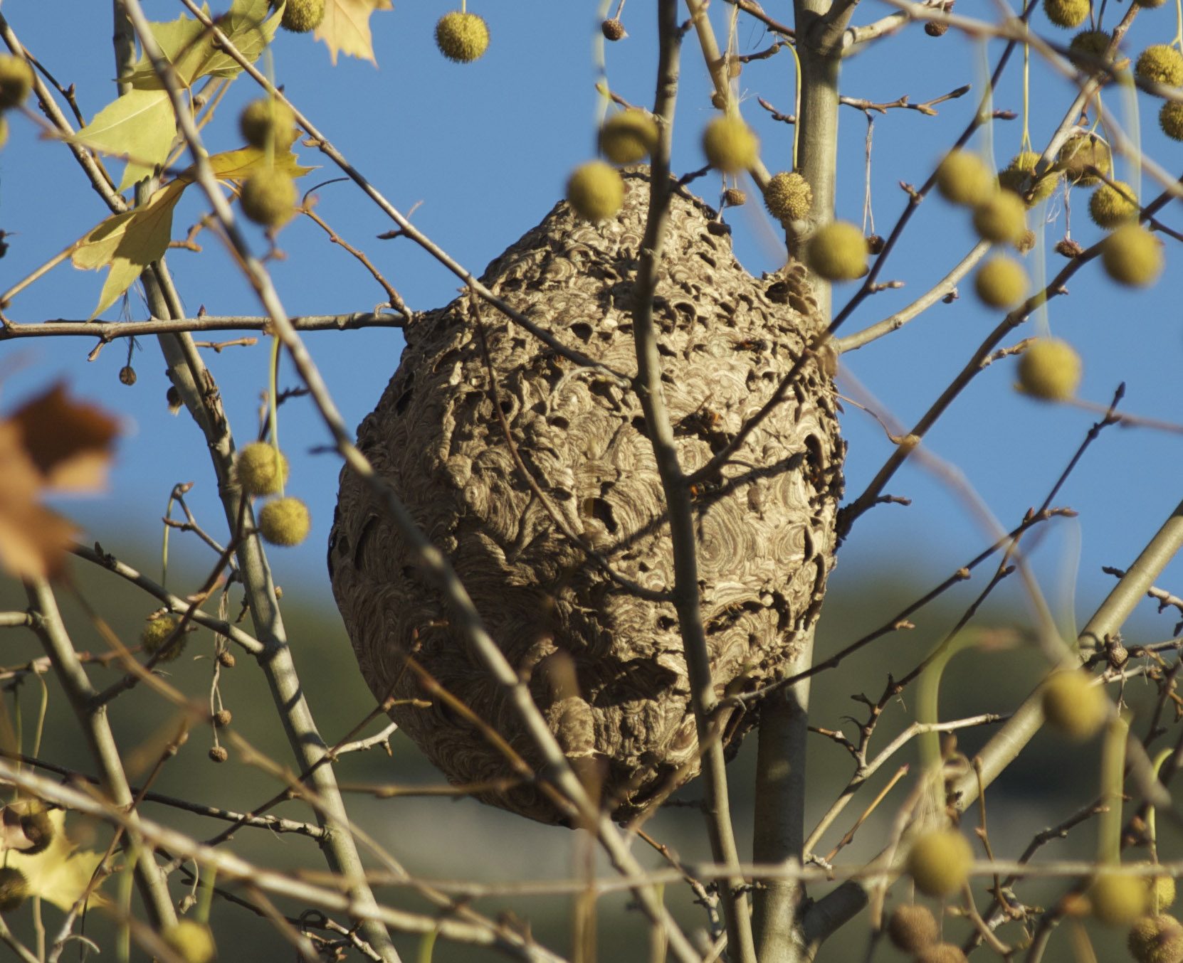 Nid de guêpes installé en hauteur dans les branches d'un arbre, en cours de repérage.